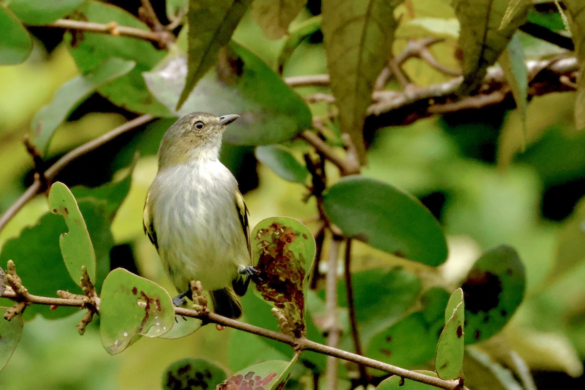 Mistletoe Tyrannulet - ML642569266