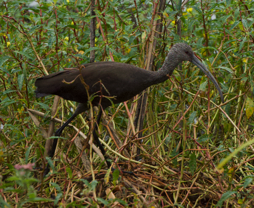 White-faced Ibis - ML642569268