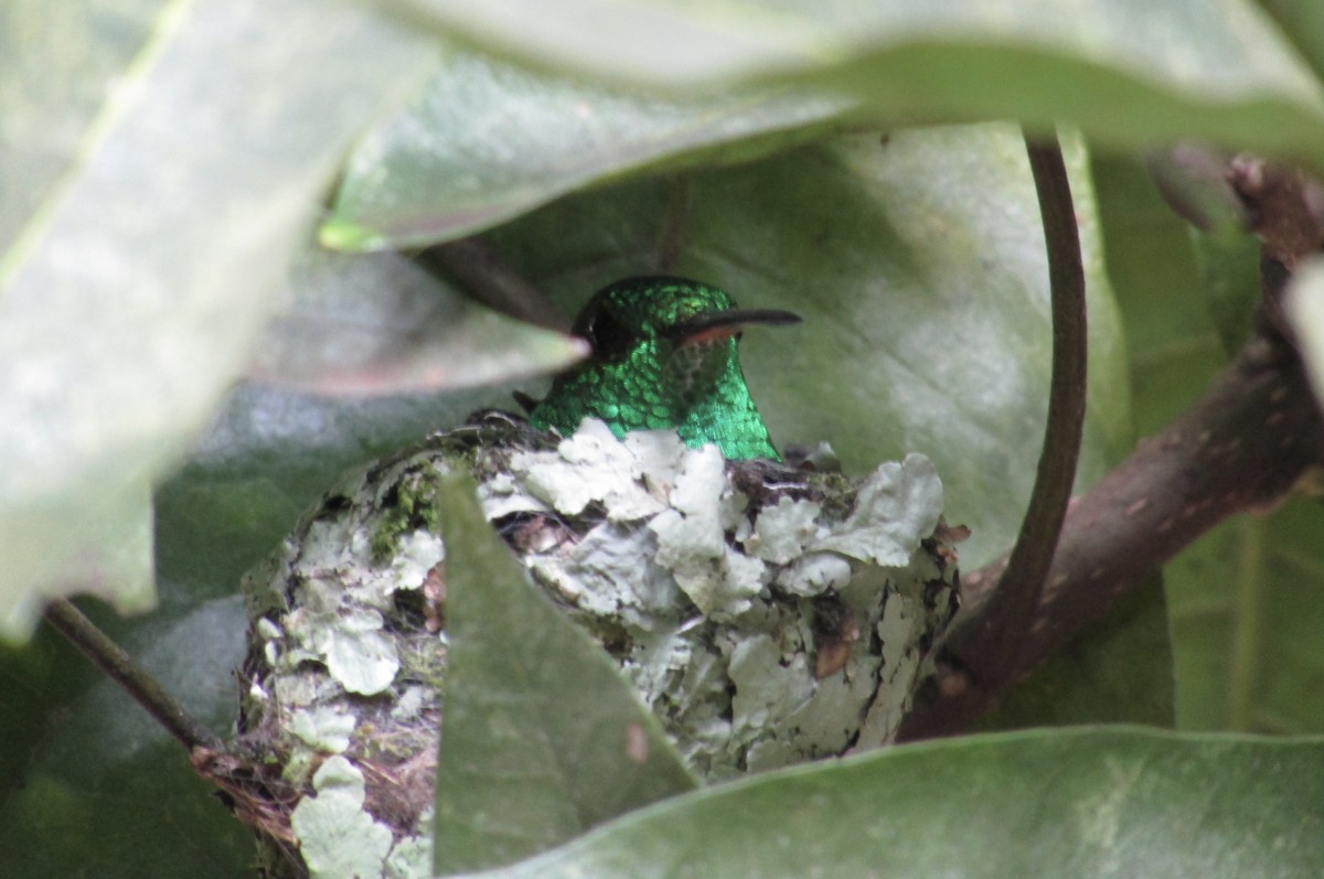 Berylline Hummingbird - ML642569286