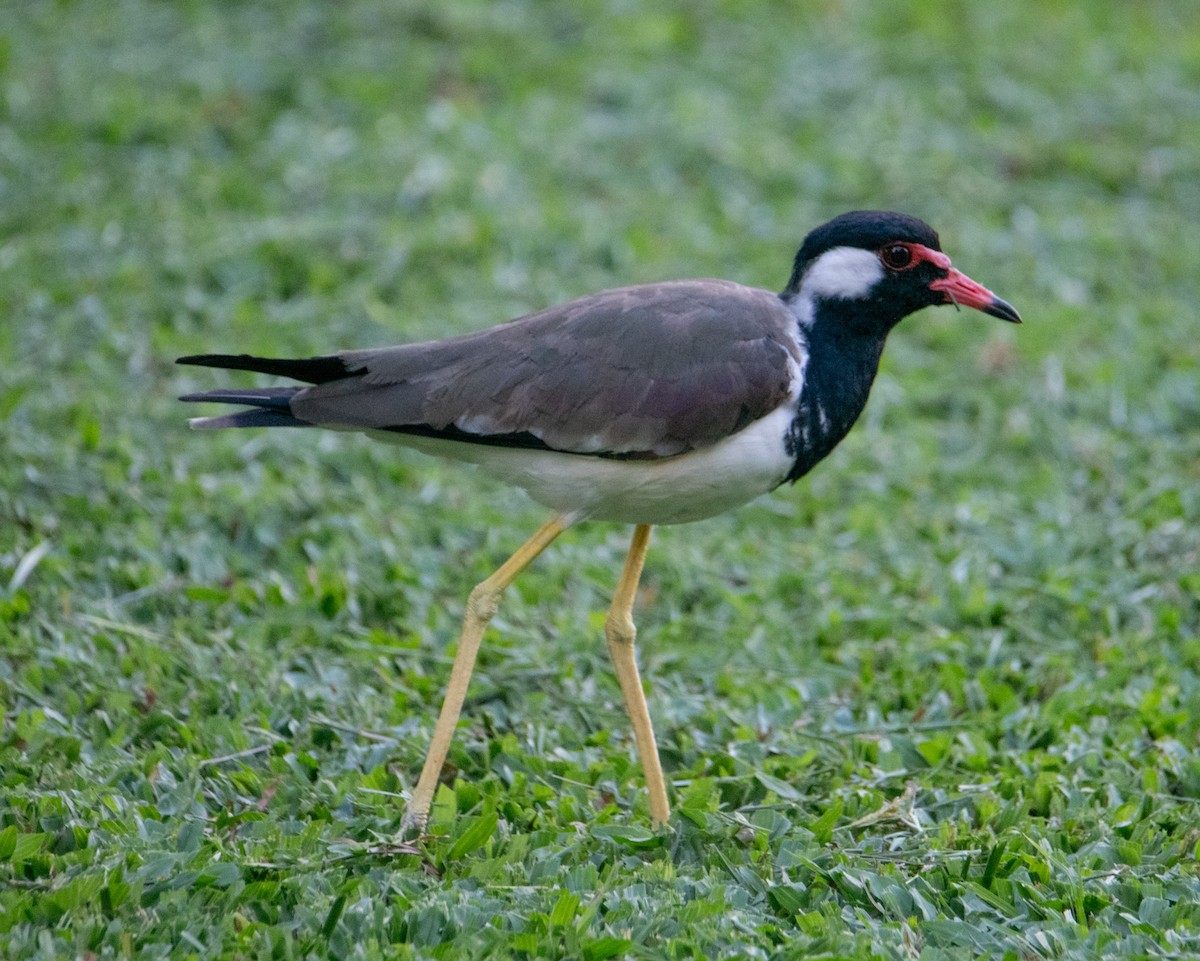 Red-wattled Lapwing - ML642569288