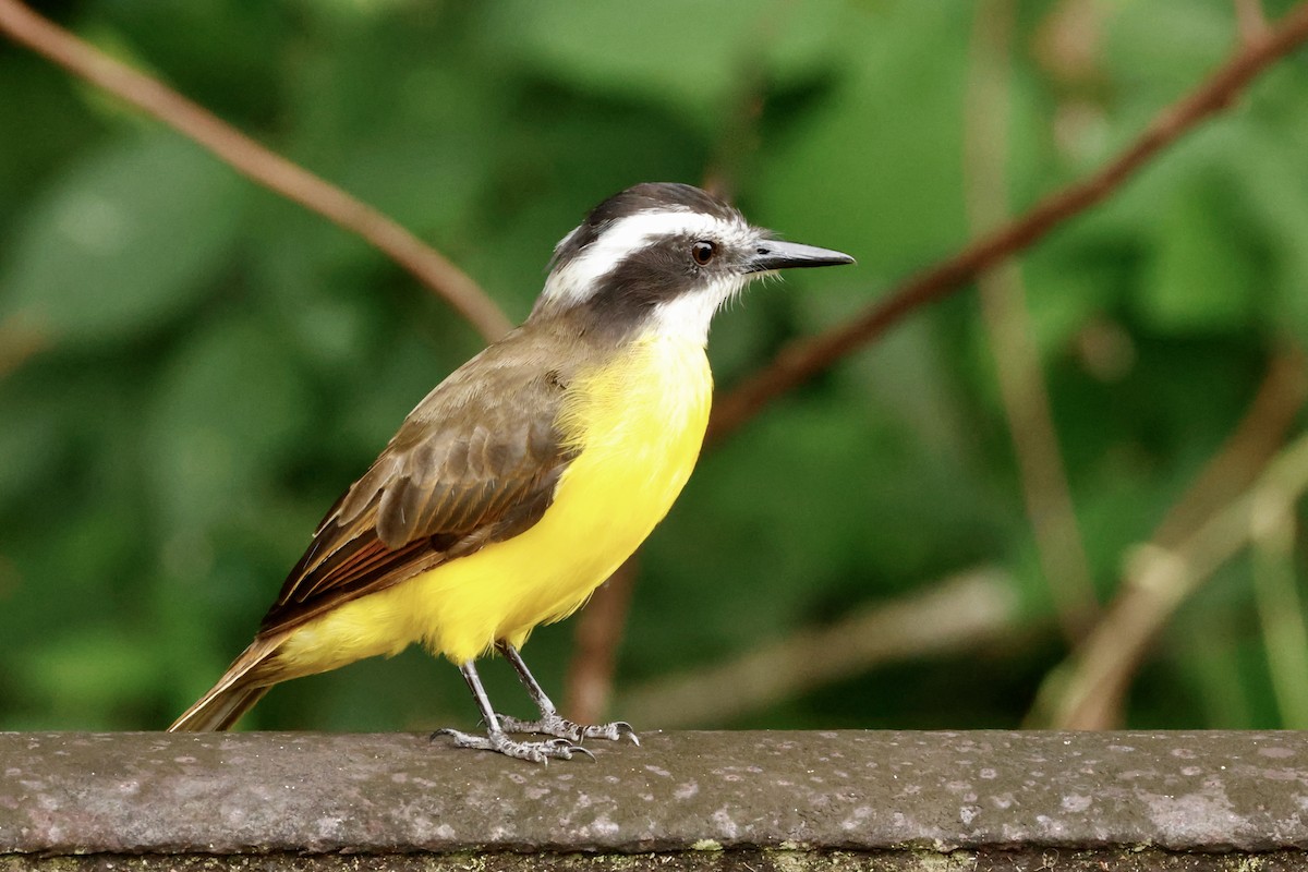 Lesser Kiskadee - ML642569297
