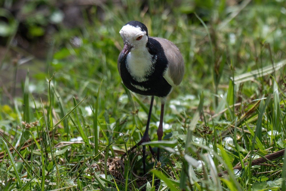 Long-toed Lapwing - ML642569298