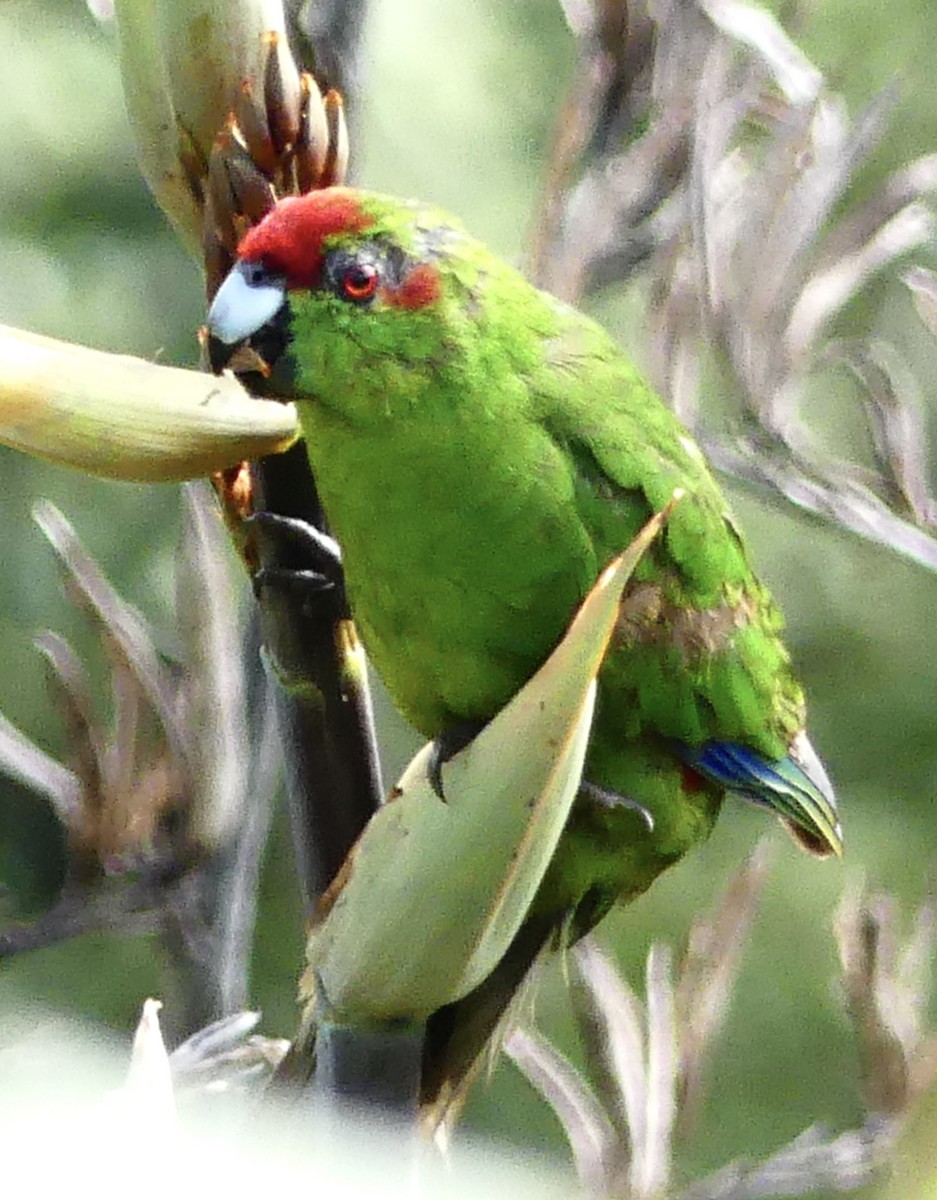 Red-crowned Parakeet - ML642569301