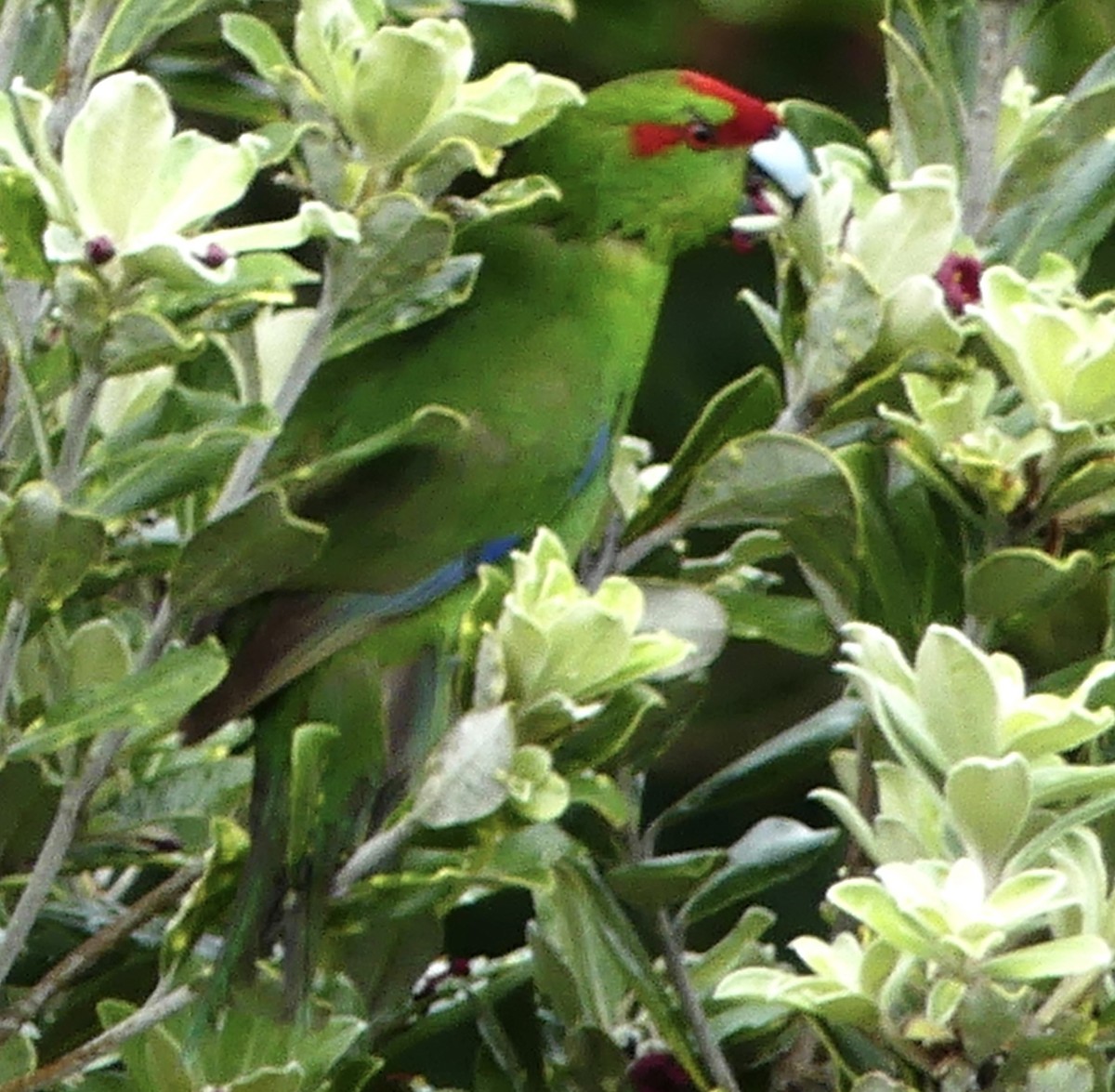 Red-crowned Parakeet - ML642569302