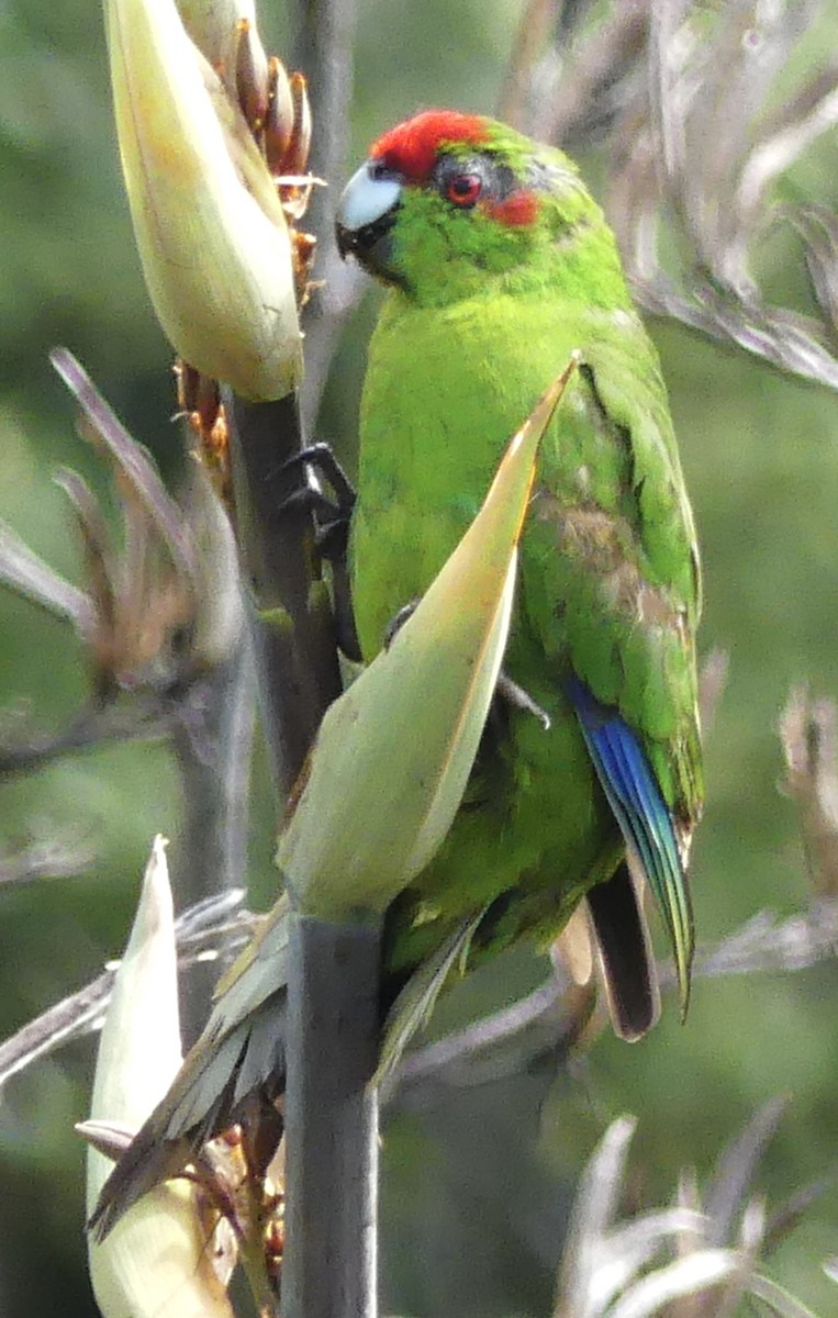 Red-crowned Parakeet - ML642569303
