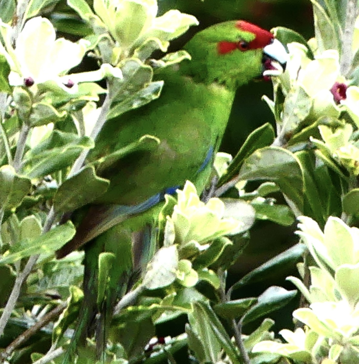 Red-crowned Parakeet - ML642569304