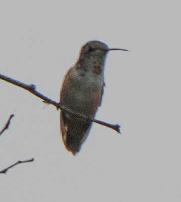 rødkolibri/chaparralkolibri - ML642569316