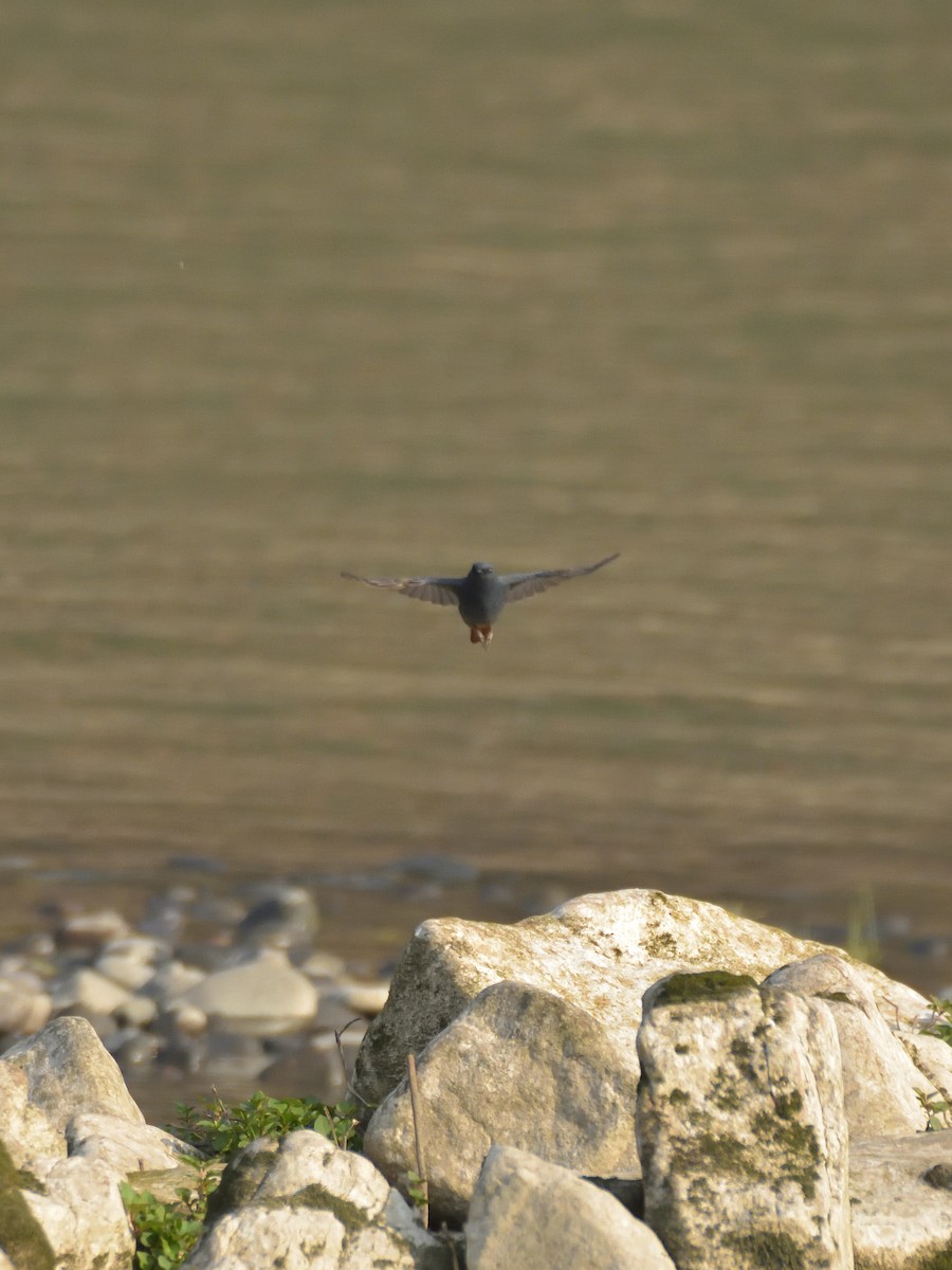 Plumbeous Redstart - ML642569321