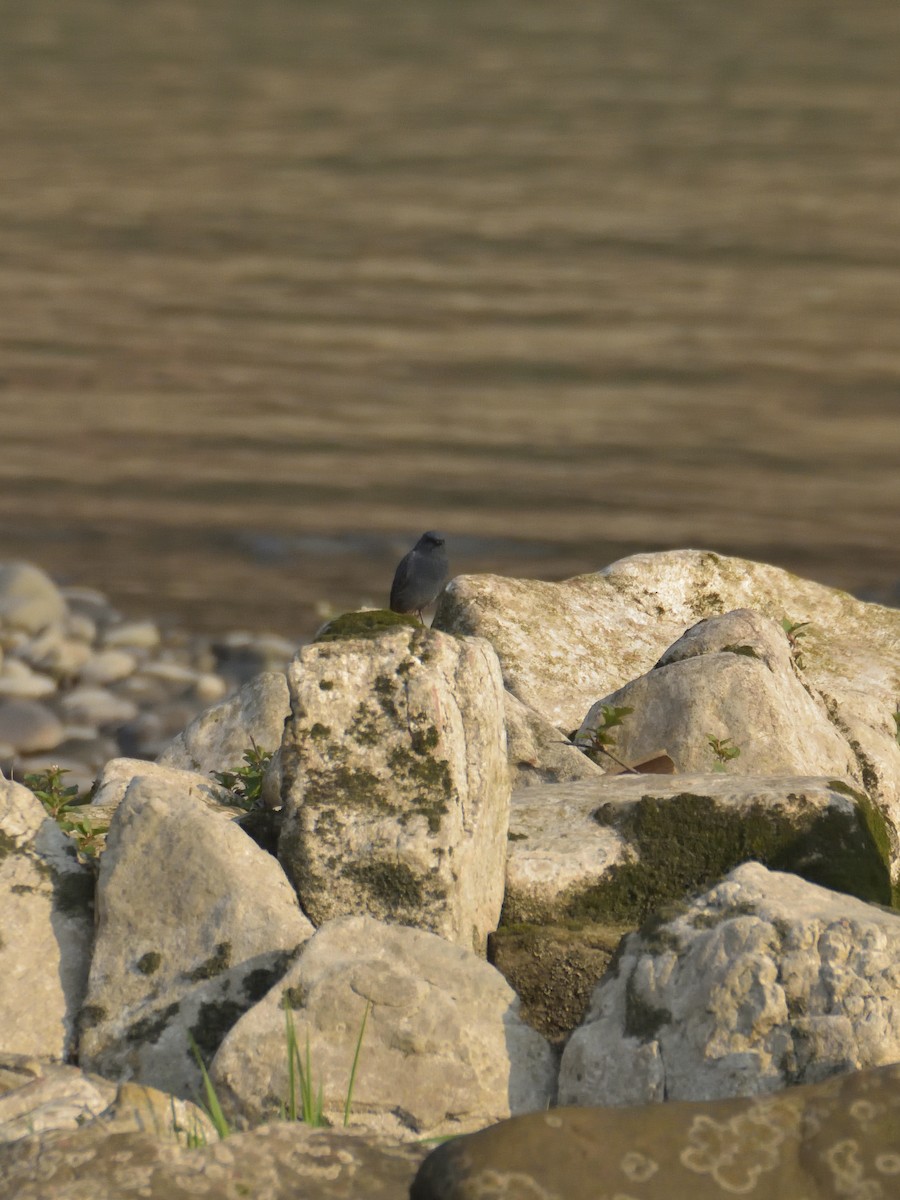 Plumbeous Redstart - ML642569322