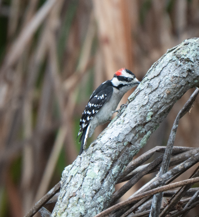 Downy Woodpecker - ML642569336