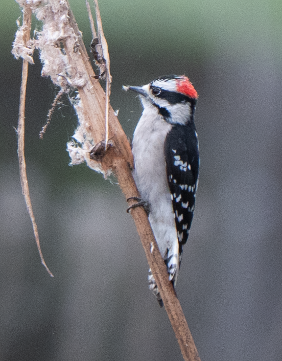 Downy Woodpecker - ML642569337