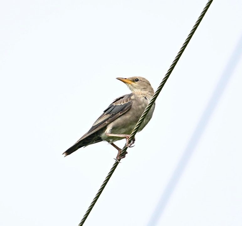 Rosy Starling - ML642569344
