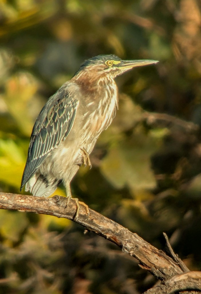 Green Heron - ML642569353