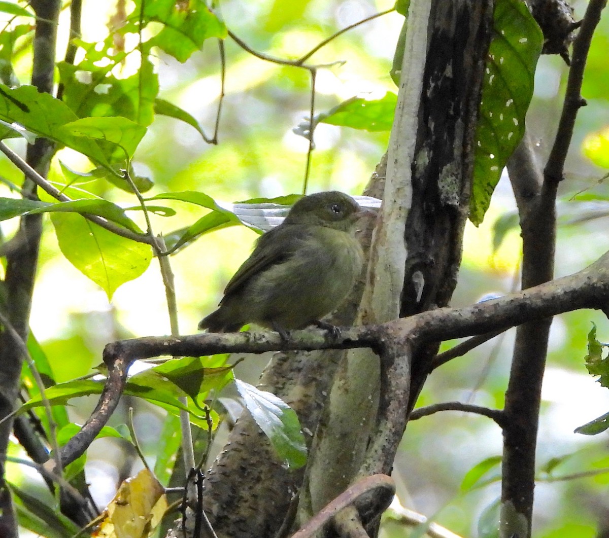 Red-capped Manakin - ML642569358