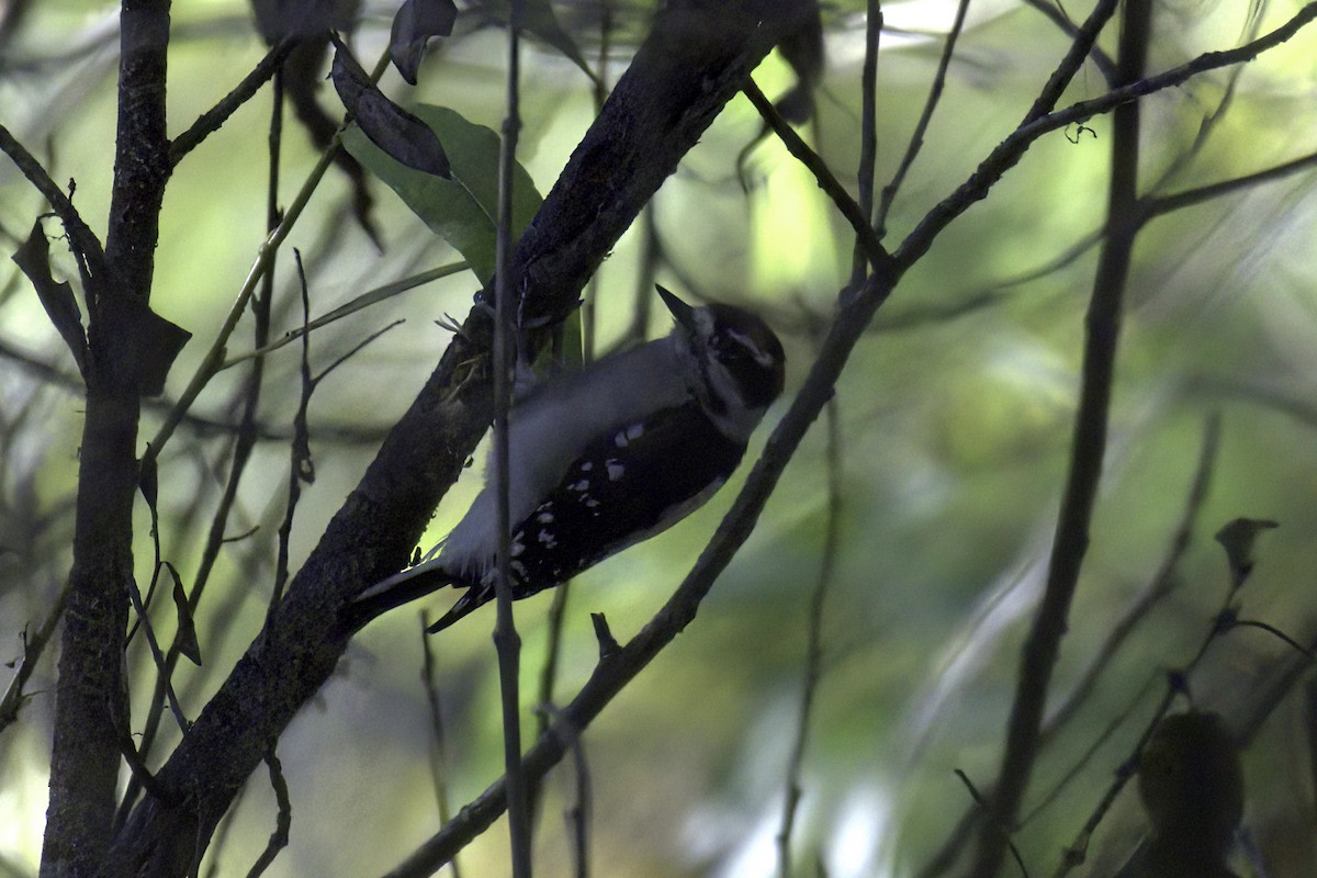 Downy Woodpecker - ML642569362