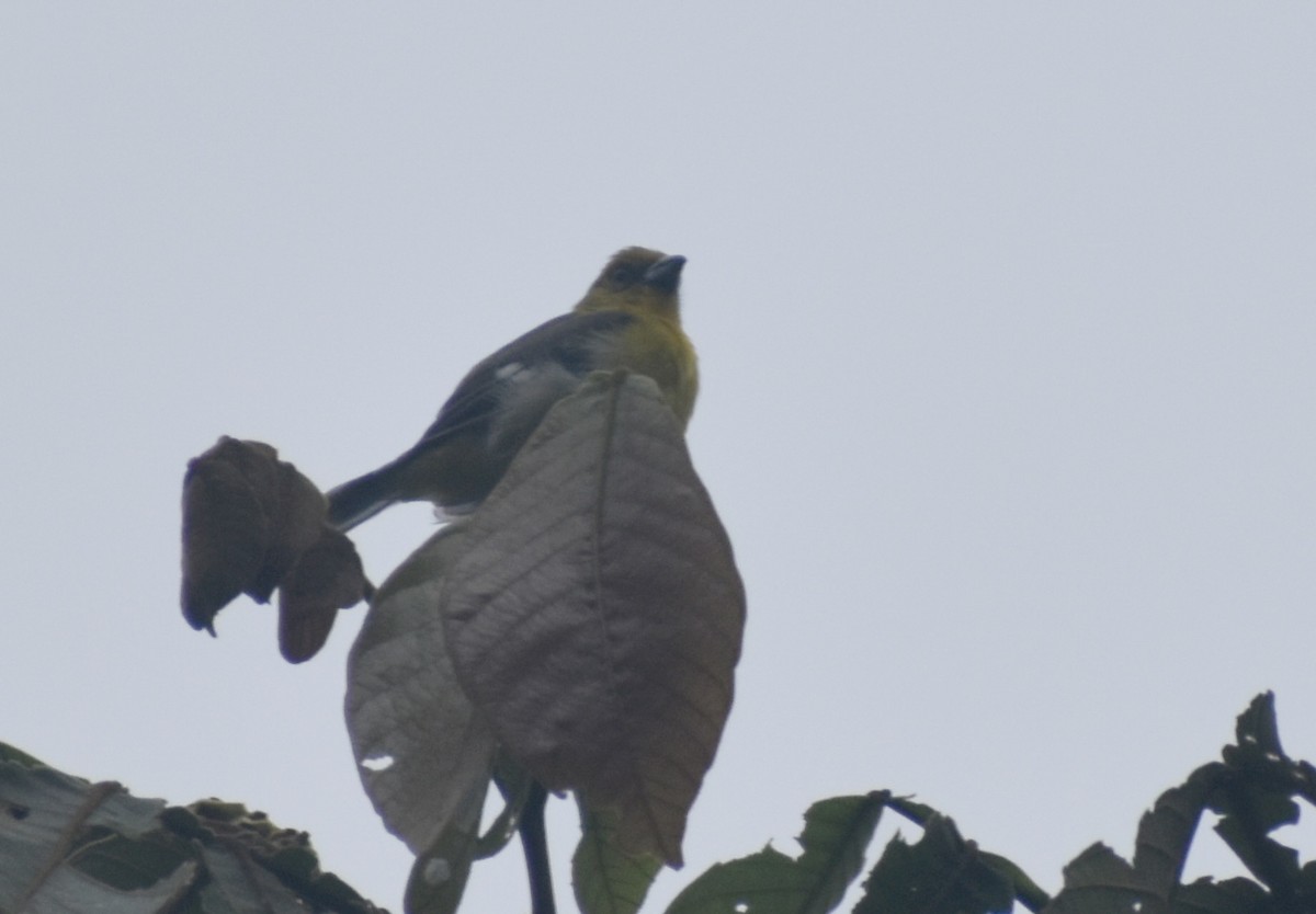 White-winged Tanager - ML642569372