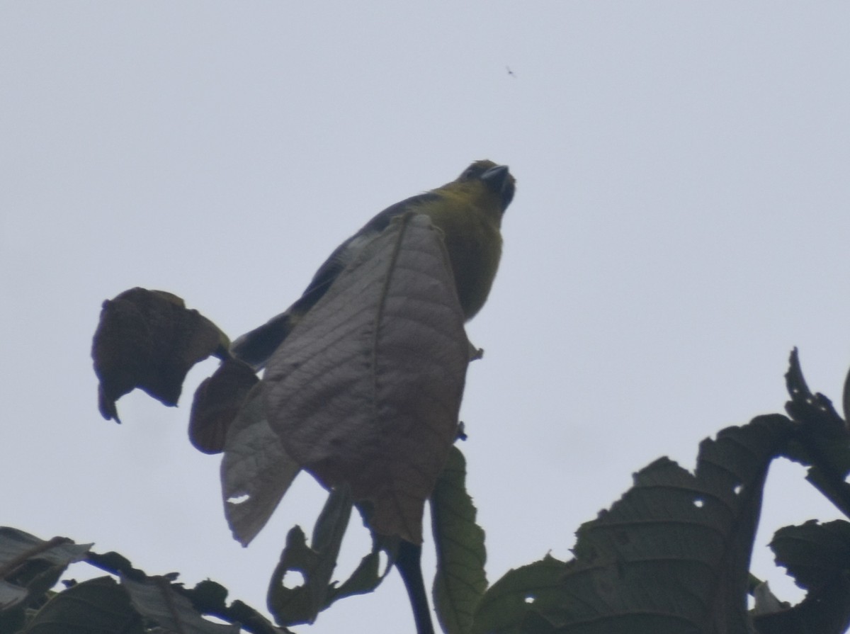 White-winged Tanager - ML642569373