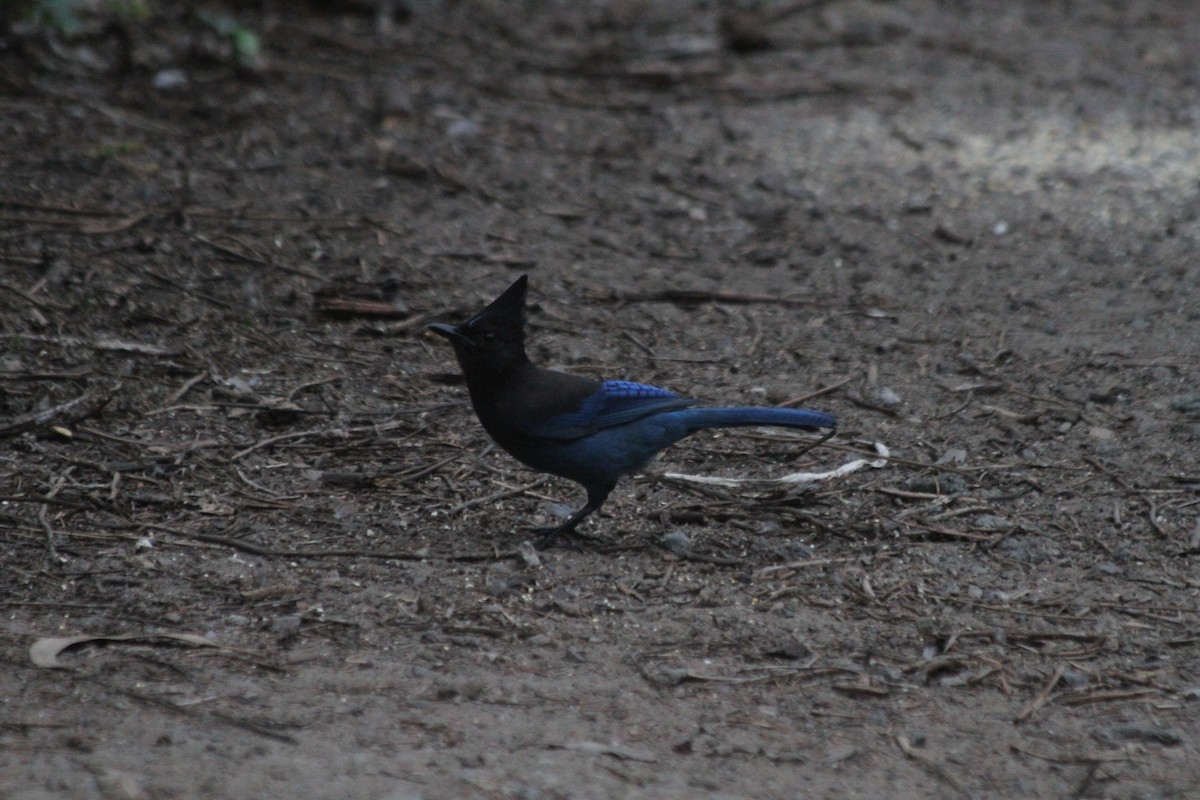Steller's Jay - ML642569376