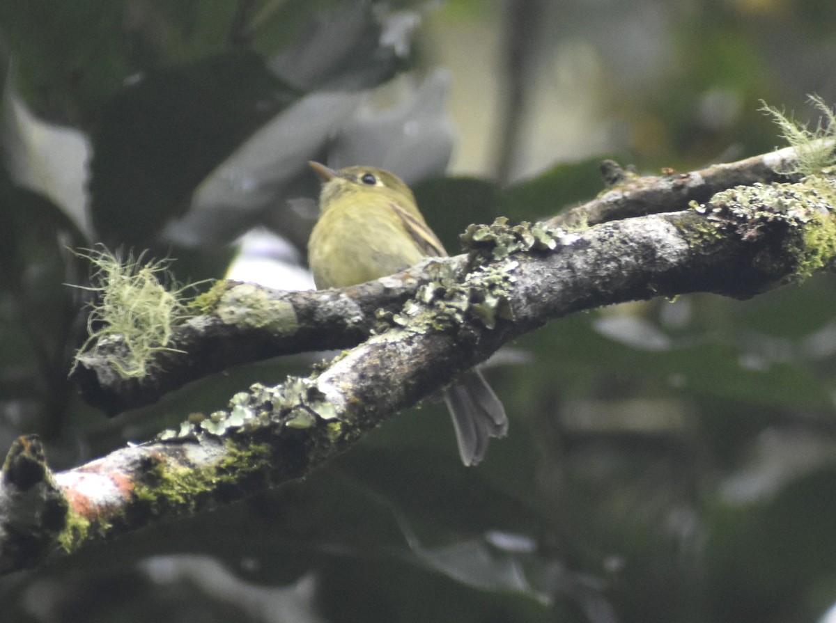 Eye-ringed Flatbill - ML642569393