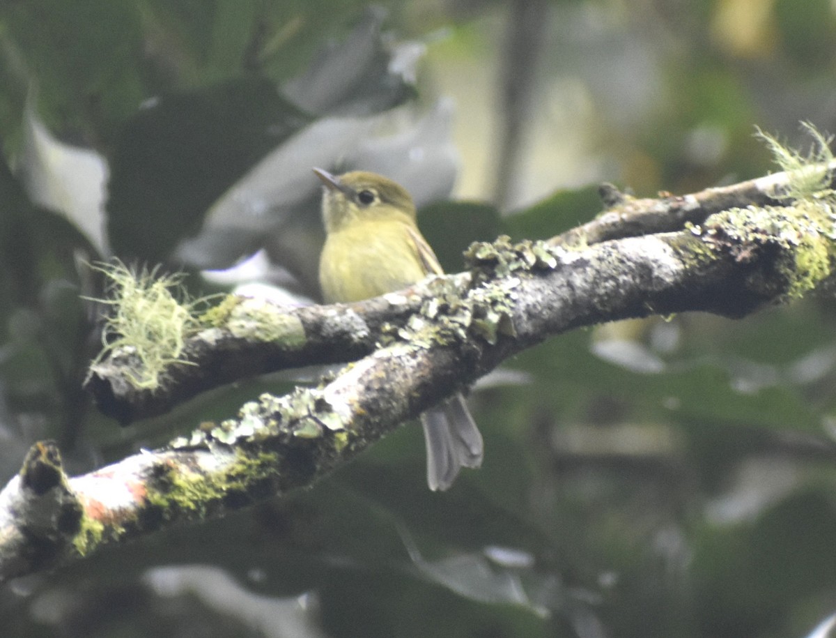 Eye-ringed Flatbill - ML642569394