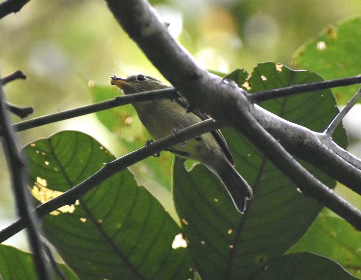 Eye-ringed Flatbill - ML642569395