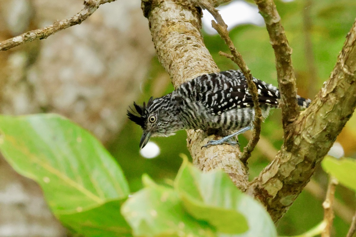 Barred Antshrike - ML642569411