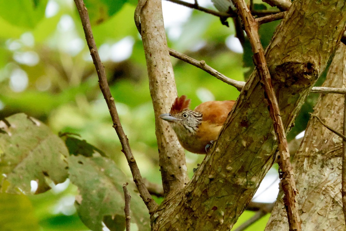 Barred Antshrike - ML642569413