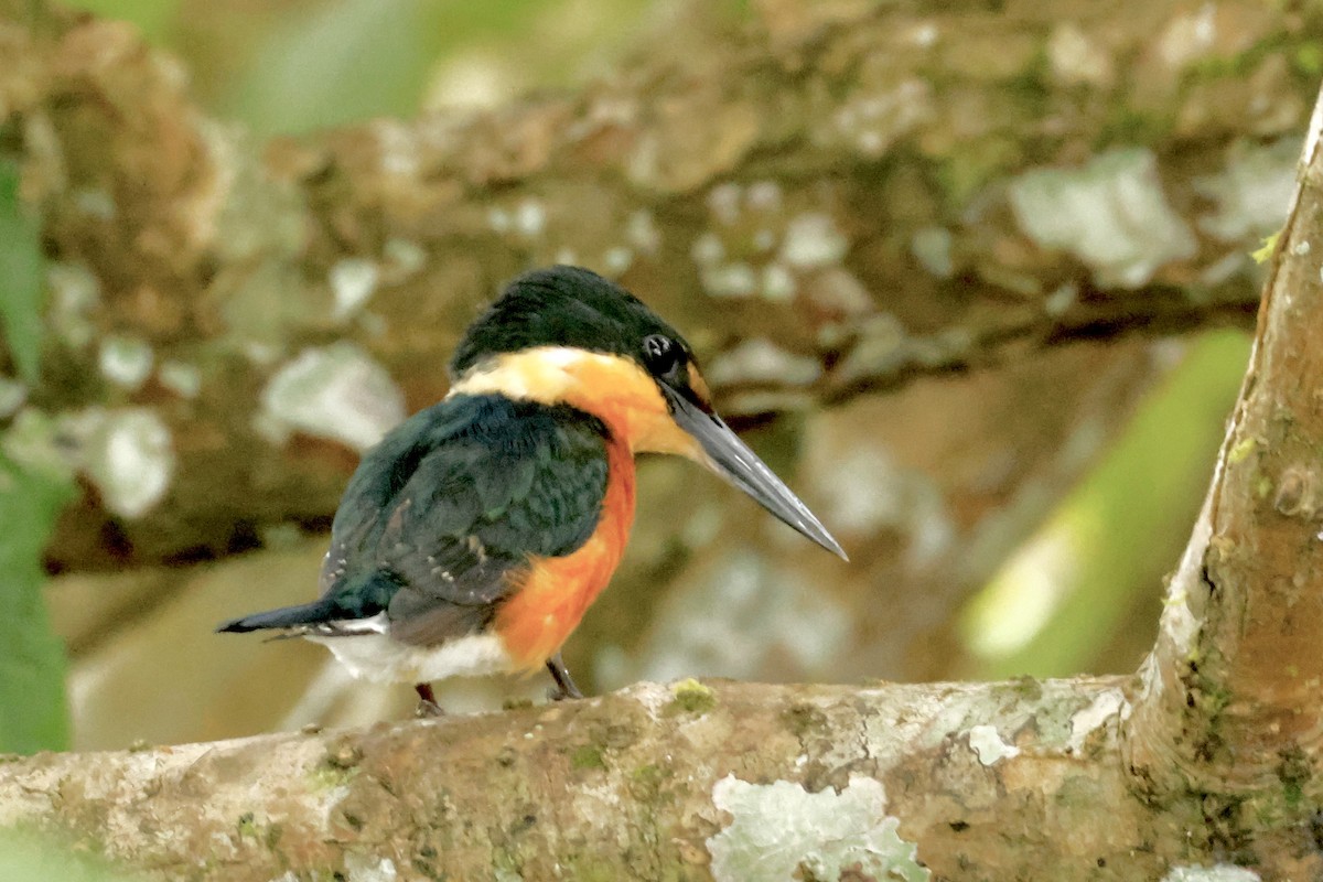 American Pygmy Kingfisher - ML642569420