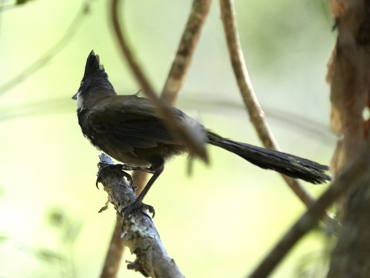 Eastern Whipbird - ML642569424
