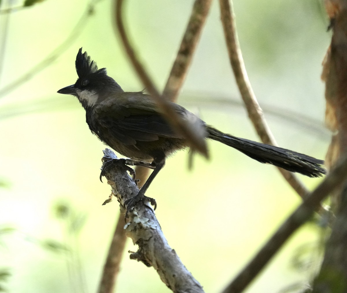 Eastern Whipbird - ML642569425