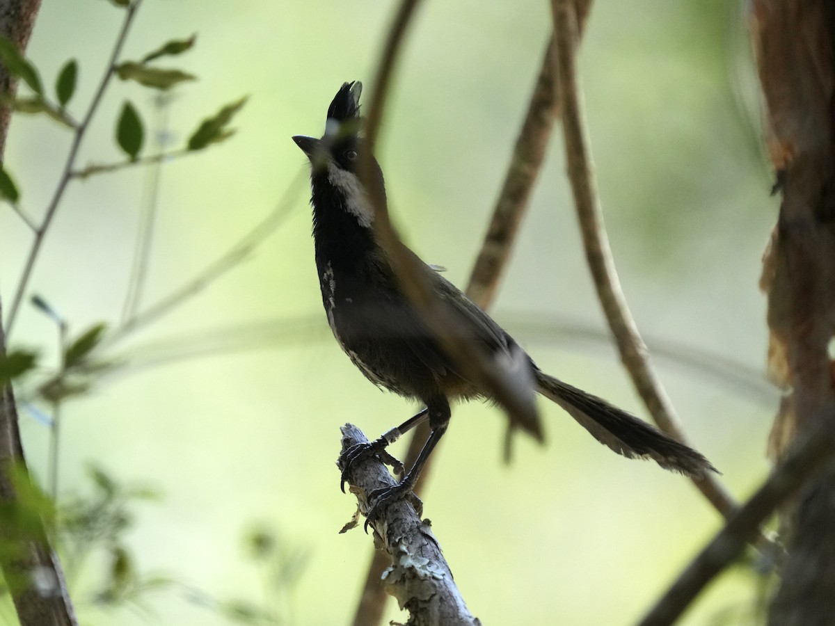 Eastern Whipbird - ML642569426