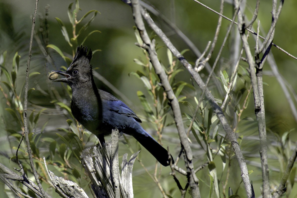 Steller's Jay - ML642569435