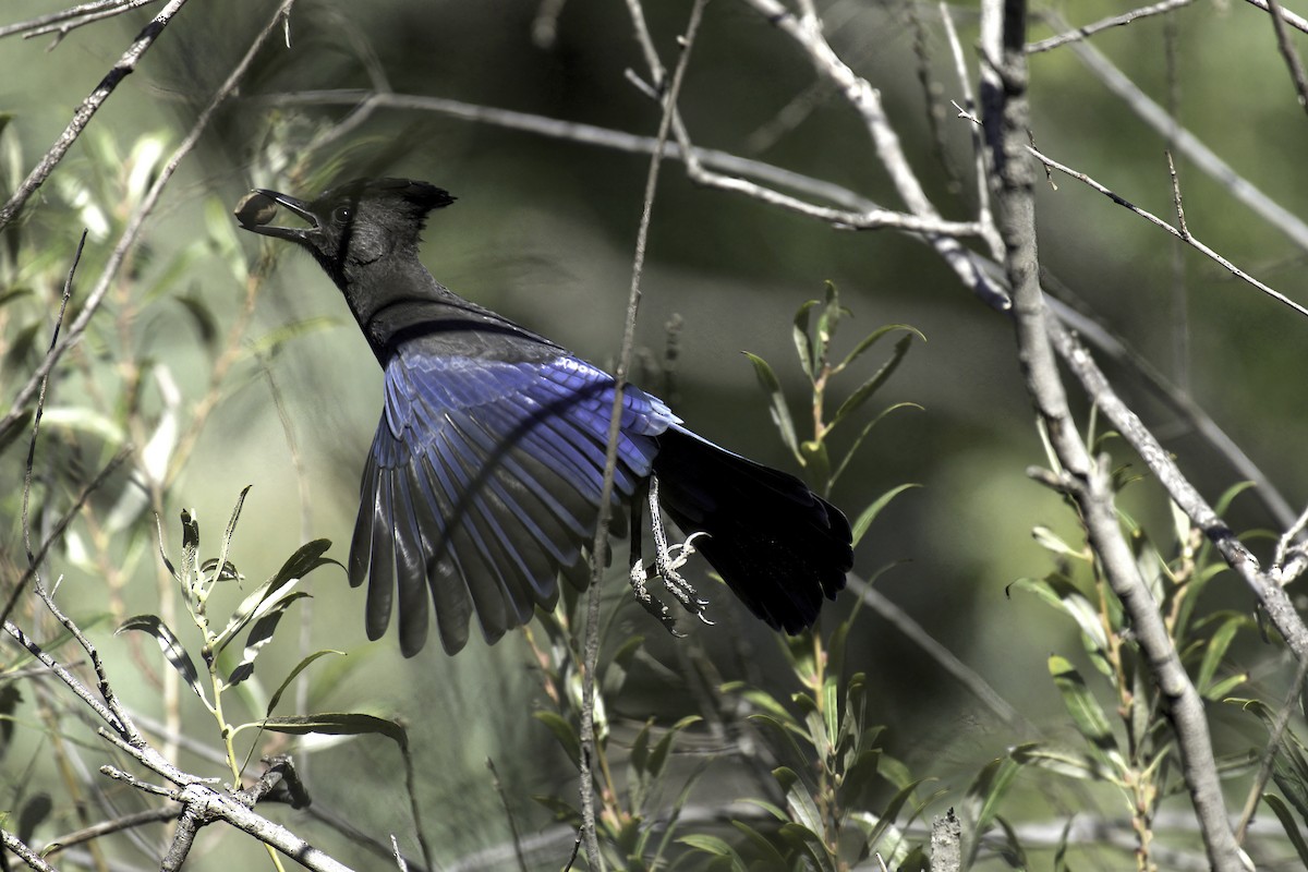 Steller's Jay - ML642569436