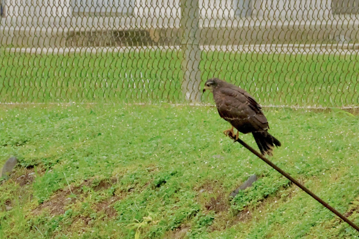 Snail Kite - ML642569441