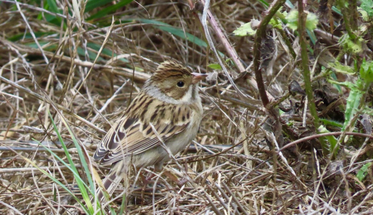 Clay-colored Sparrow - ML642569452