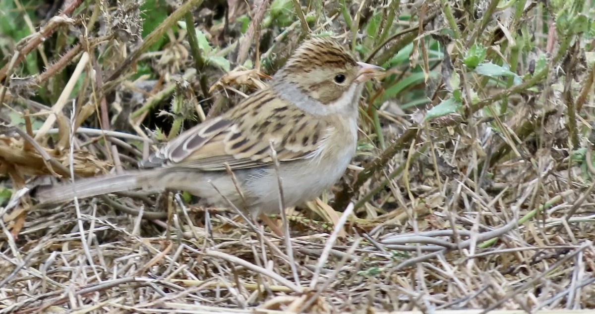 Clay-colored Sparrow - ML642569455