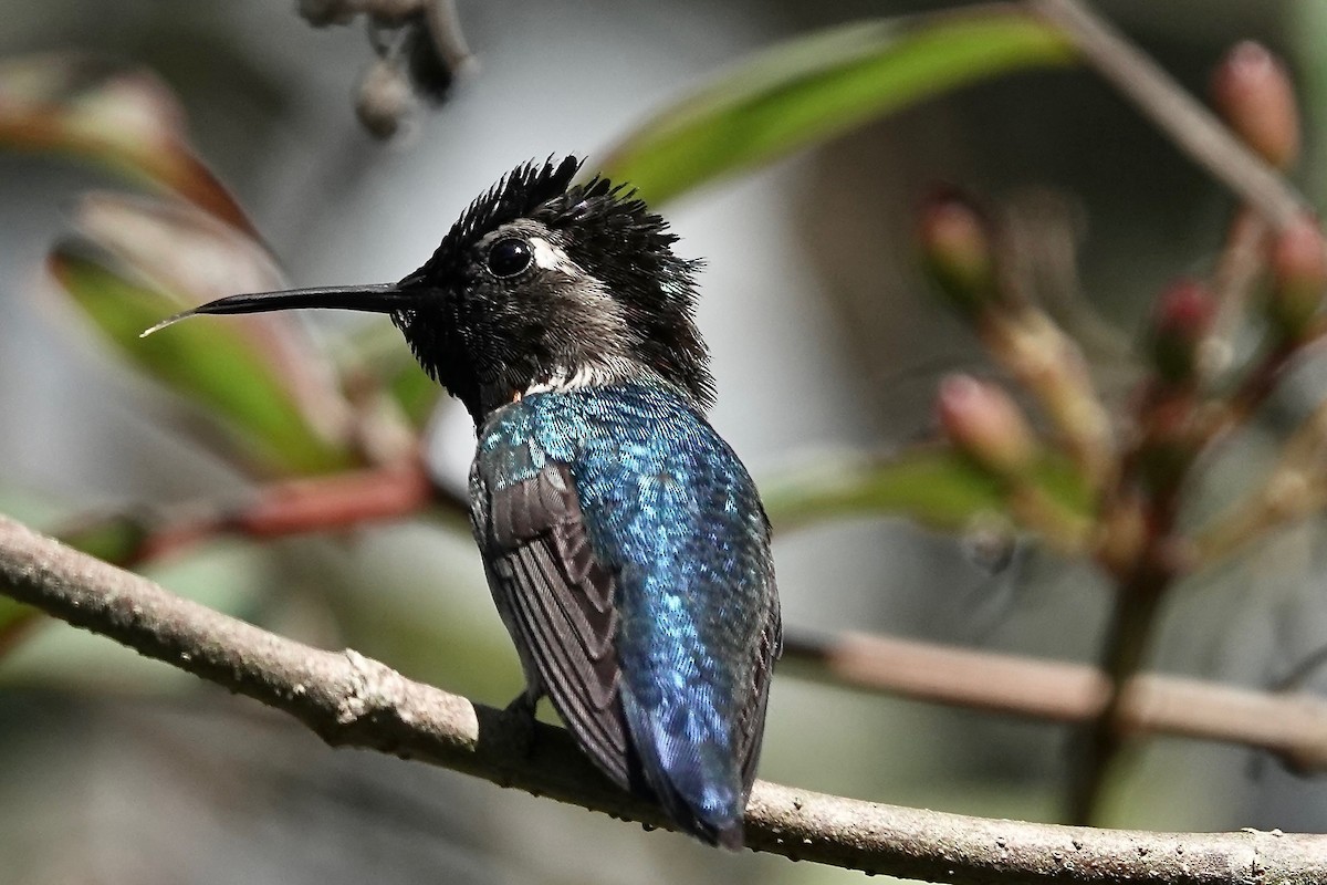 Bee Hummingbird - ML642569456
