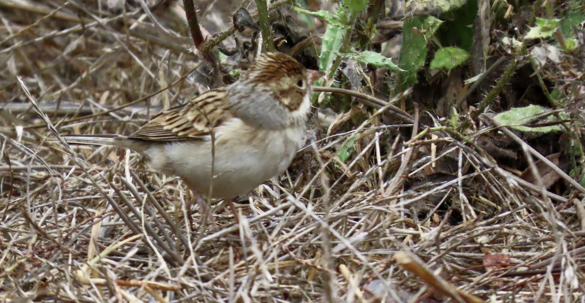 Clay-colored Sparrow - ML642569460