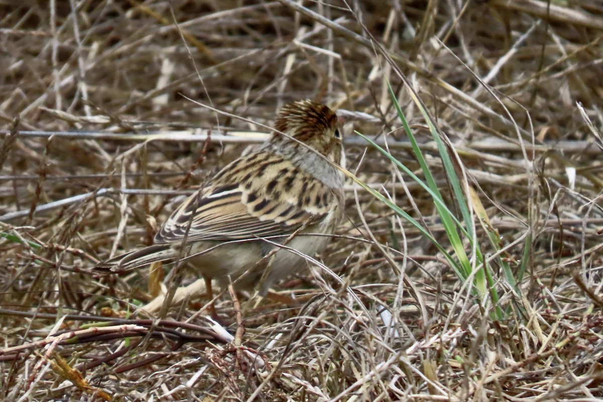 Clay-colored Sparrow - ML642569466