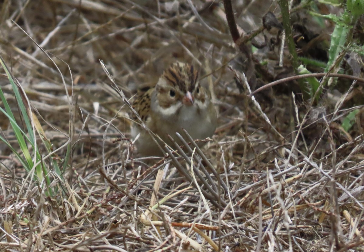 Clay-colored Sparrow - ML642569468