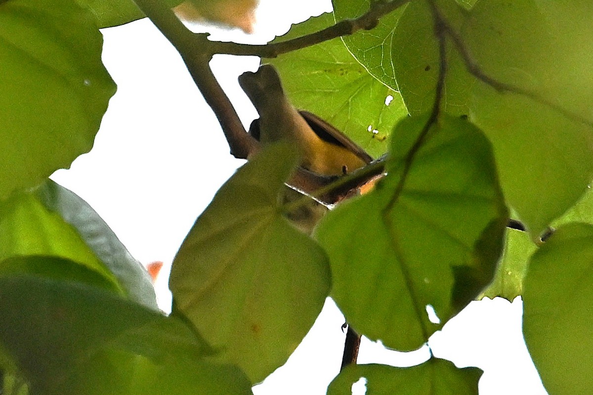 Nashville Warbler - ML642569470