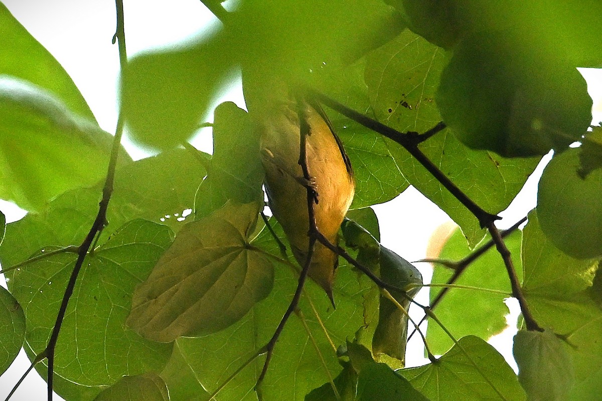 Nashville Warbler - ML642569471