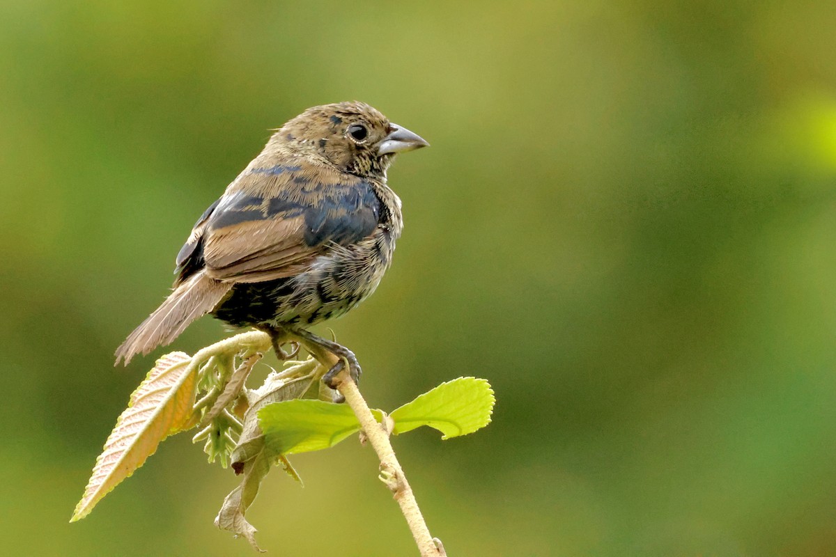 Blue-black Grassquit - ML642569472