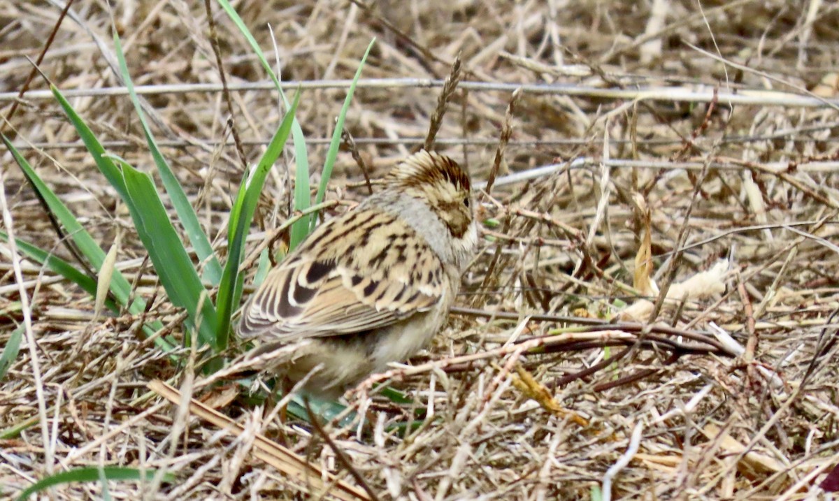 Clay-colored Sparrow - ML642569473