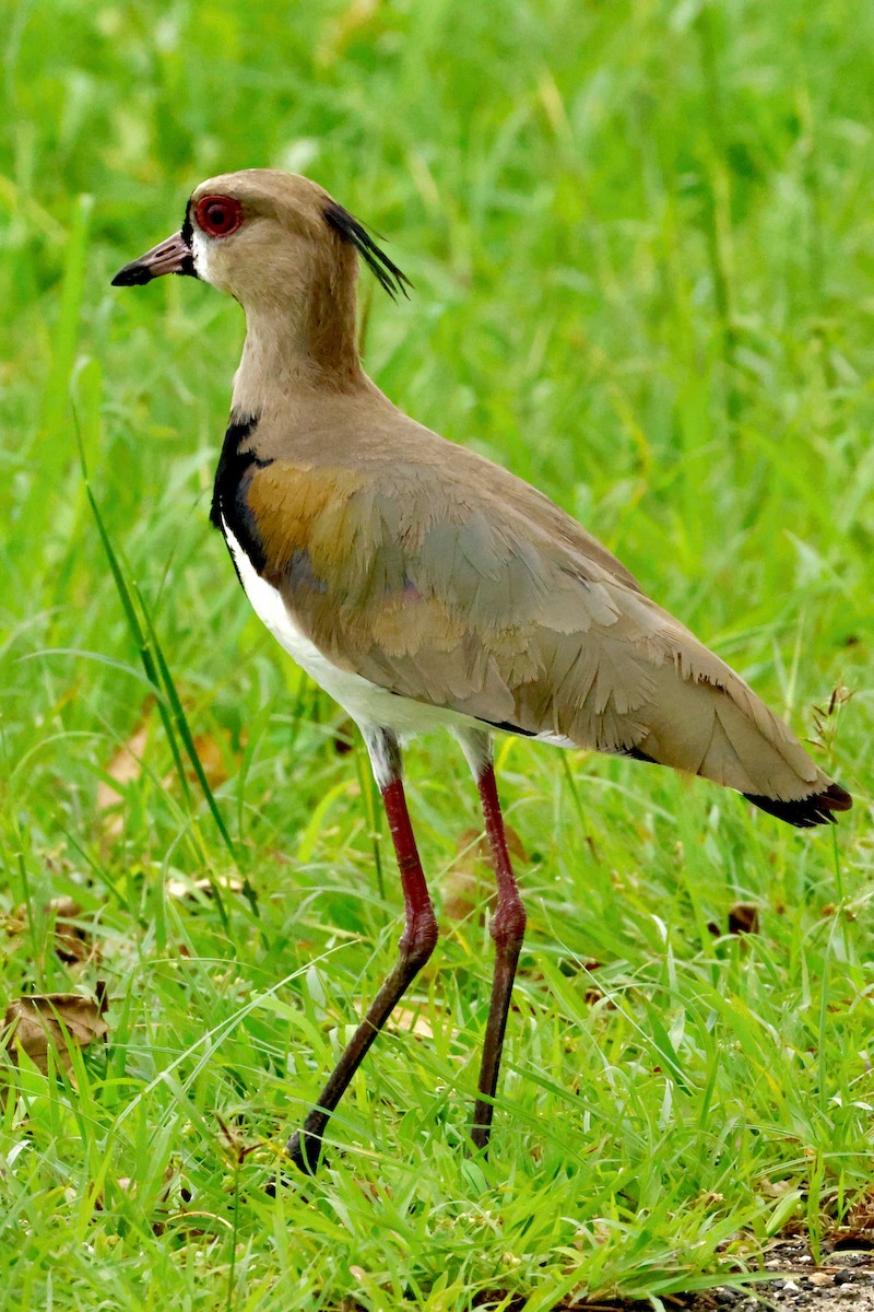 Southern Lapwing - ML642569477