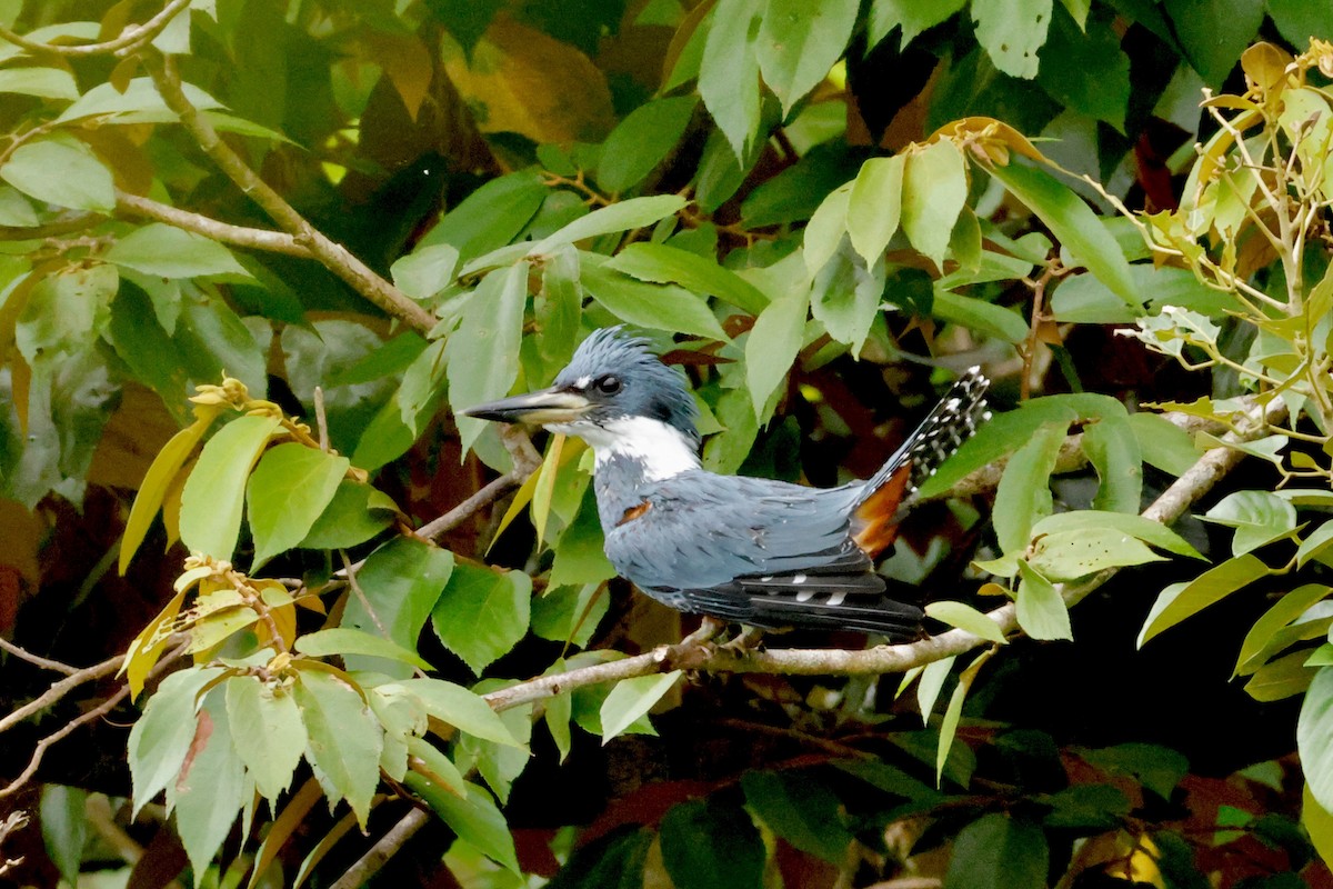 Ringed Kingfisher - ML642569500
