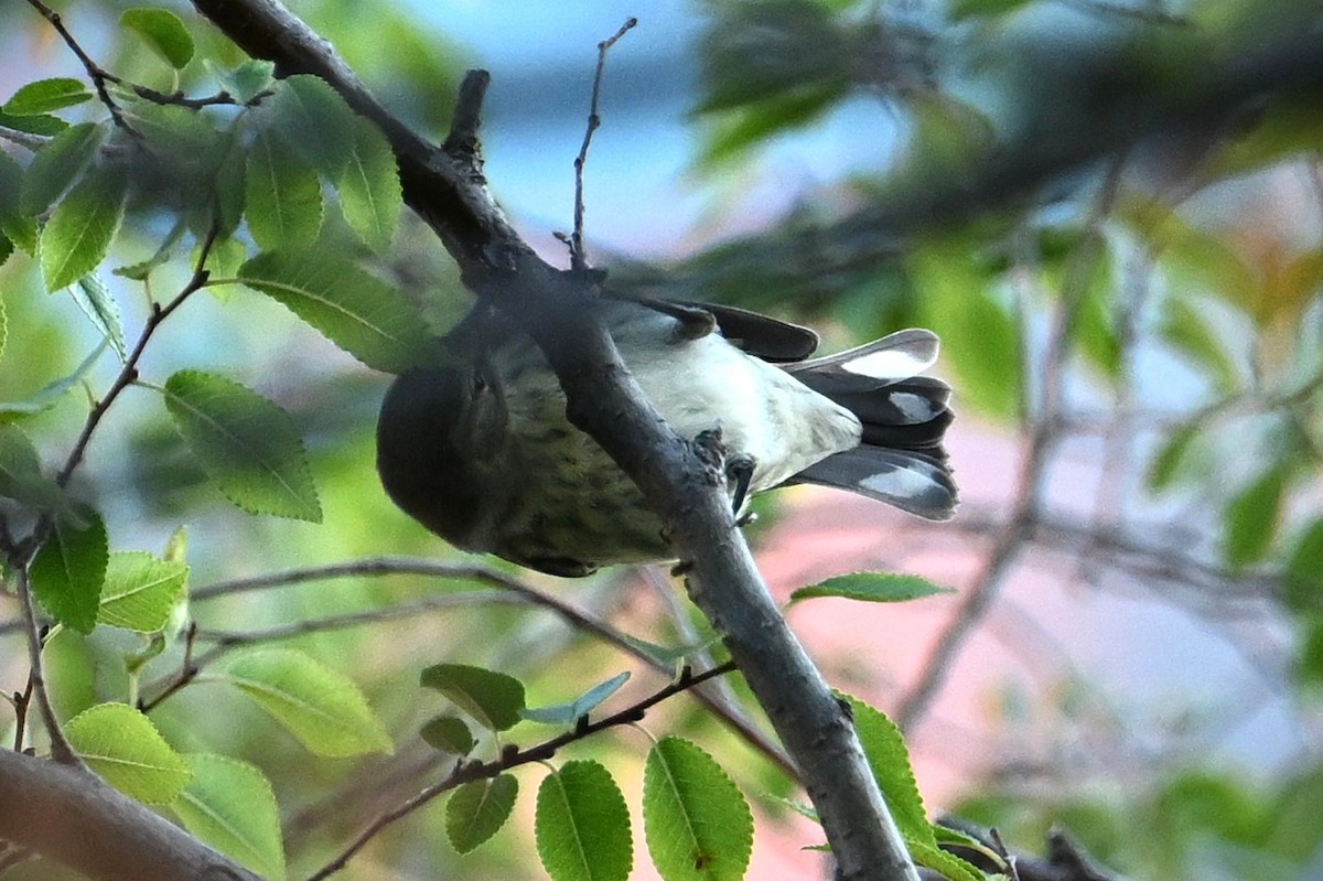 Cape May Warbler - ML642569501