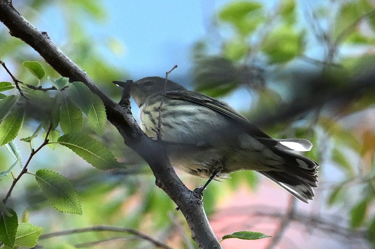 Cape May Warbler - ML642569502
