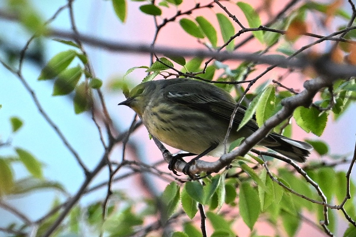 Cape May Warbler - ML642569503