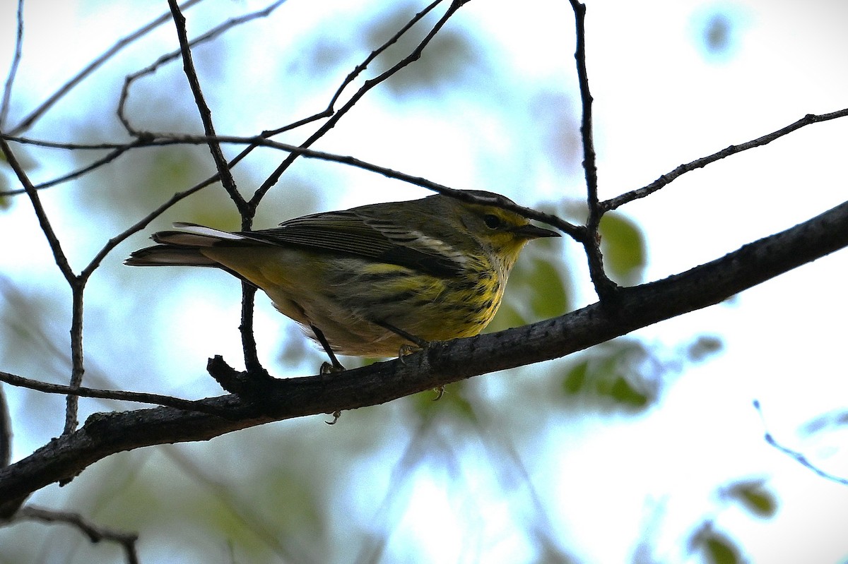Cape May Warbler - ML642569504